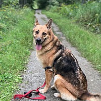 Miracle German Shepherd Dog Rescue of Maine in Searsmont, Maine