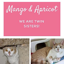 Thumbnail photo of Mango & Apricot #1