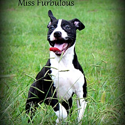 Thumbnail photo of Miss Furbulous ~ meet me! #3