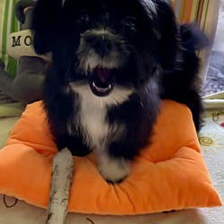 Photo of Gizmo