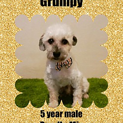 Photo of GRUMPY– 5 YEAR MALE POODLE MIX