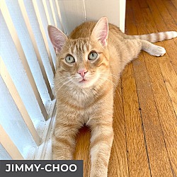 Thumbnail photo of Jimmy-Choo #1