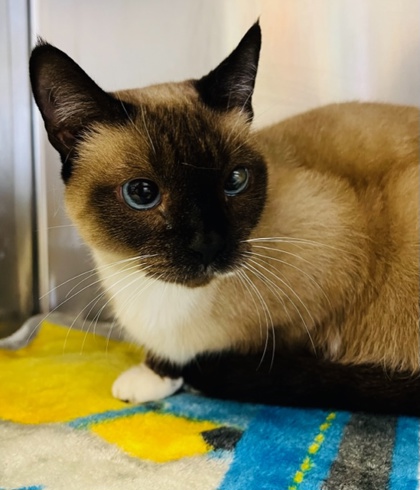 Clearwater, FL - Siamese/Domestic Shorthair. Meet Molly a Pet for ...