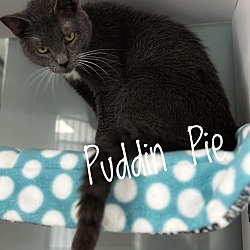 Thumbnail photo of Puddin' Pie #1