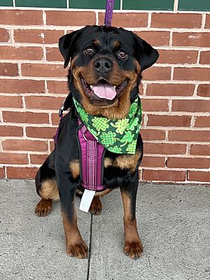 Wenonah, NJ - Rottweiler/Mixed Breed (Medium). Meet Layla (5) a Pet for ...