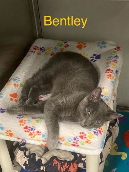 Photo of Bentley (Bonded with Pixie)