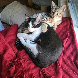 bonded pet photo