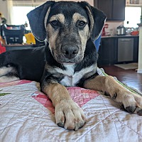 adopt a pet