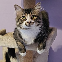 adopt a pet