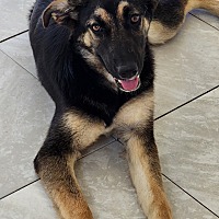 adopt a pet