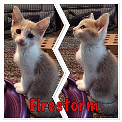 Thumbnail photo of Firestorm #1