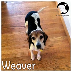 Thumbnail photo of Weaver #1