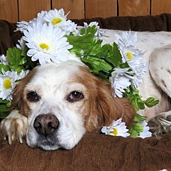 Thumbnail photo of Daisy- Illinois #1