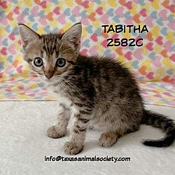 Photo of Tabitha