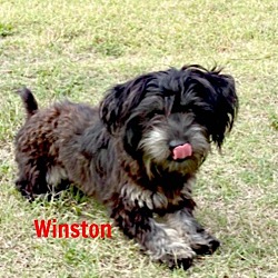 Photo of Wee Winston