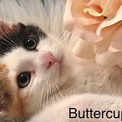 Thumbnail photo of Buttercup #4