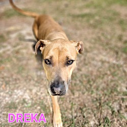 Thumbnail photo of Dreka #4
