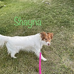 Thumbnail photo of Shayna #4