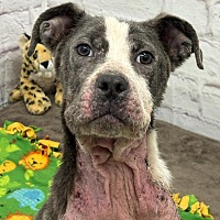 adopt a pet