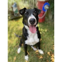 adopt-pet