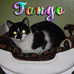 Thumbnail photo of Tango #1
