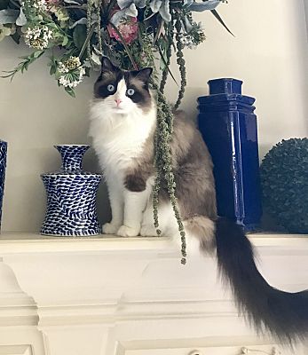 Topeka Ks Ragdoll Meet Pastiche A Pet For Adoption