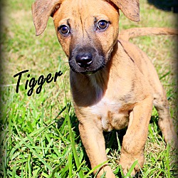 Thumbnail photo of Tigger~adopted! #2