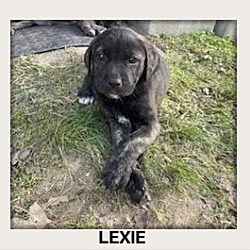 Photo of Lexie 3 meet 5/10