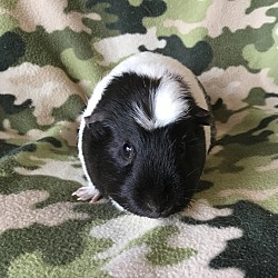 Thumbnail photo of Gummie ( Bonded to Gordina) #3