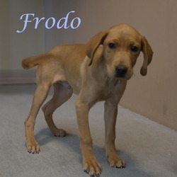 Thumbnail photo of Frodo D24-128 #3