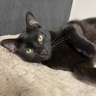 Adopt A Pet :: Go Fish - South Haven, MI