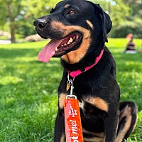 adopt a pet