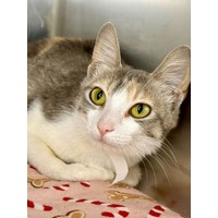 adopt-pet