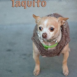 Thumbnail photo of Taquito #3