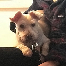 Photo of *Henry - PENDING