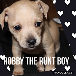 Photo of Robby (the Runt Boy)