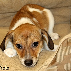 Thumbnail photo of Yolo~adopted! #1