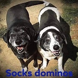 rescue petfinder poughkeepsie
