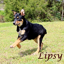 Thumbnail photo of Lipsy~adopted! #3