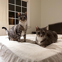 Photo of Tiger and Gris