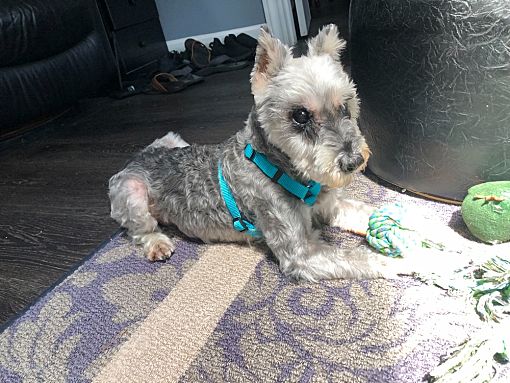 Miniature Schnauzer For Sale Orlando Fl