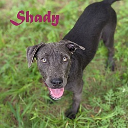 Photo of Shady