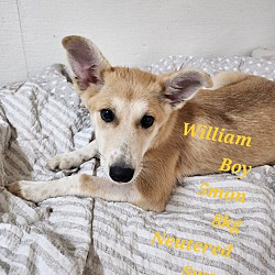 Thumbnail photo of William #1