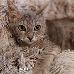 Thumbnail photo of Aliyah #4