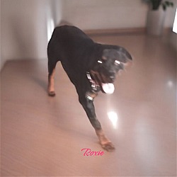 Thumbnail photo of Roxie #1