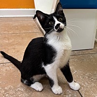 adopt a pet