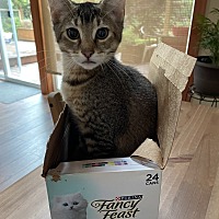 adopt a pet