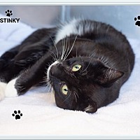 adopt-pet