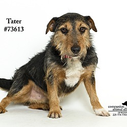 Thumbnail photo of Tater #1