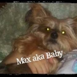 Thumbnail photo of Max aka Baby #2